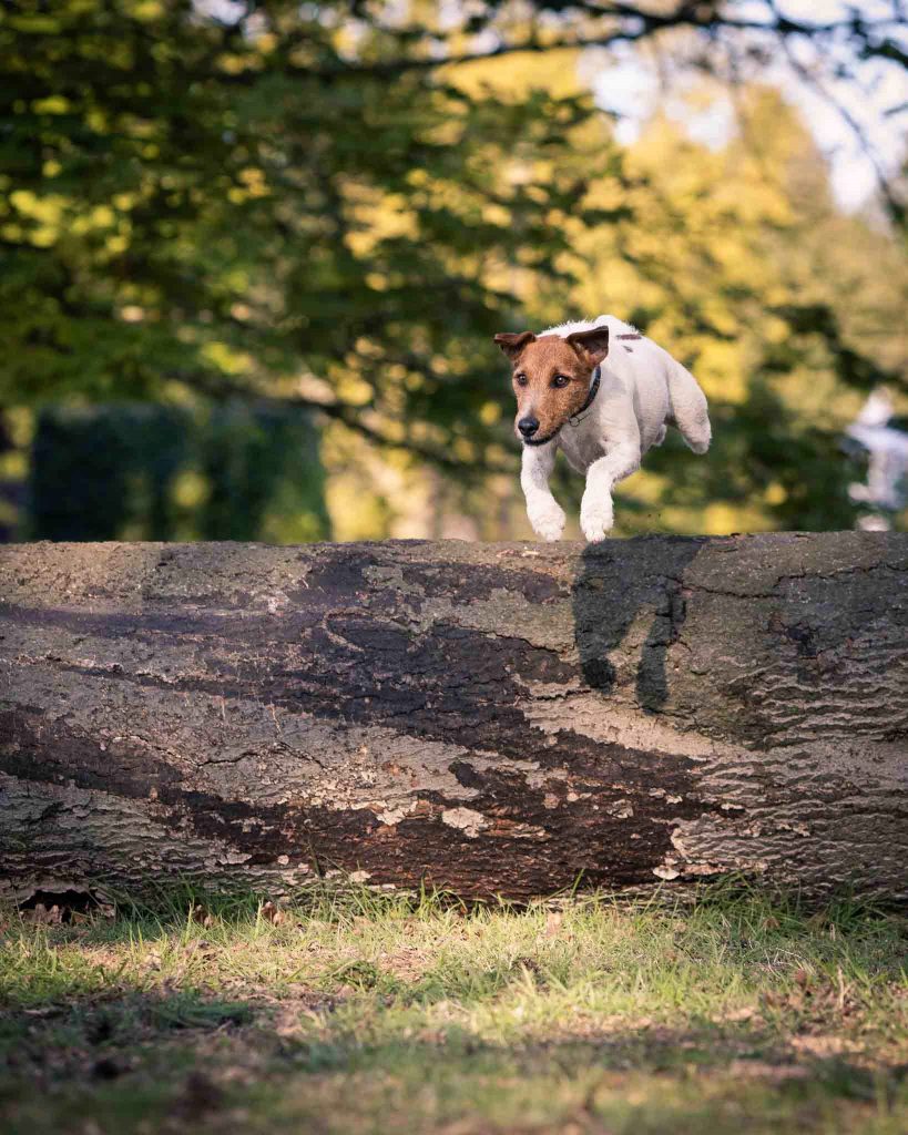 A Jack Russell Terrier leaps over a large log. Photographer by Dog Photographer John Cooper