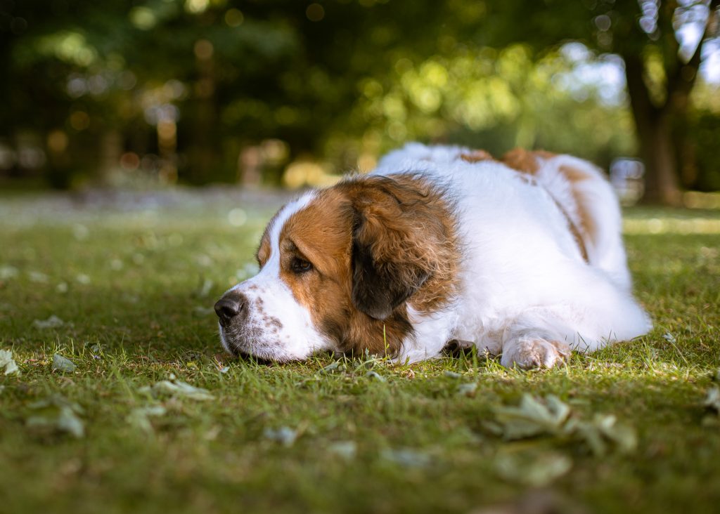 A portrait of a dog resting A portrait of a St Bernard as it rests on a pet photography photo experience