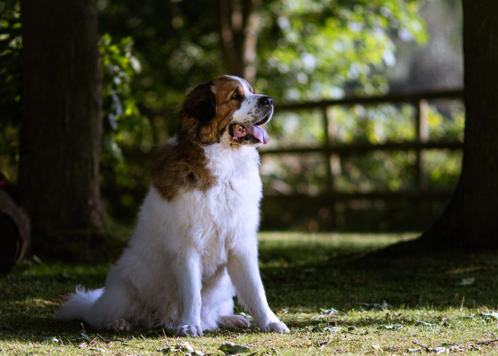 A Dog Portrait showcasing the use of light A dog portrait typical of the images produces during the pet photography session