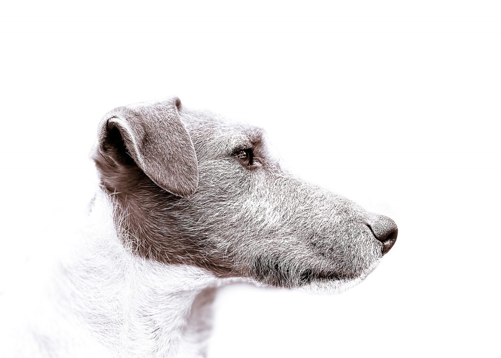 A Jack Russell in profile view photographed against a white background by Dog Photographer John Cooper