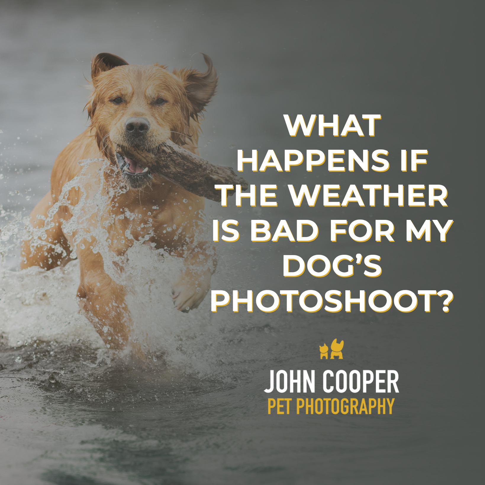 What happens if the weather is bad for my dog’s photoshoot? A golden retriever running through water with a log in his mouth. Next to the dog is a question -What happens if the weather is bad for my dog's photoshoot